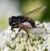 Graphomya maculata